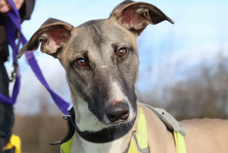 Meet Darren, a young boy full of fun and eager to learn. He’s already smashing his basics and will enjoy furthering his skill set with fun training games. As Darren loves zoomie time, a home with a garden will offer the ideal space for those giddy moments. He also likes to keep entertained with toy-time too. Darren would be best suited to living with teenagers and pending a successful intro, could live with another doggy friend.