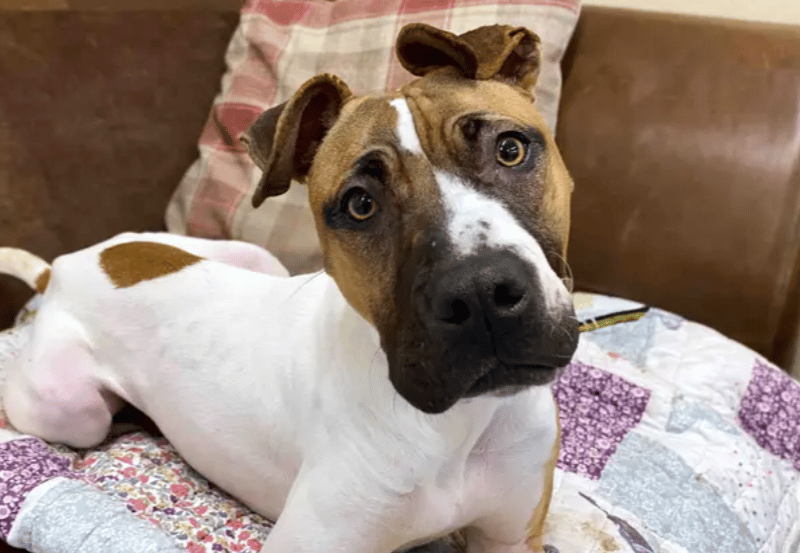 Maple is a sweet three-year-old girl looking for a calm, understanding home where she can truly settle and shine. She can live with older teens who’ll respect her space and help her feel safe. She’ll need to be the only dog in the home, as she enjoys having her own space to relax, but she can have walking buddies once she’s built her confidence.