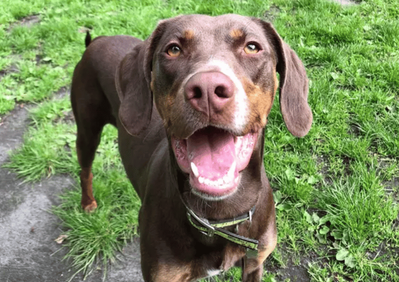 Pixie is a sweet, intelligent, Catahoula Leopard Dog, who loves using her nose and tracking to find her favourite treats – she is also learning to search for keys! Pixie has completed lots of training and built her confidence around other dogs and people, which has opened her world, and she is able to go on lots of adventures!