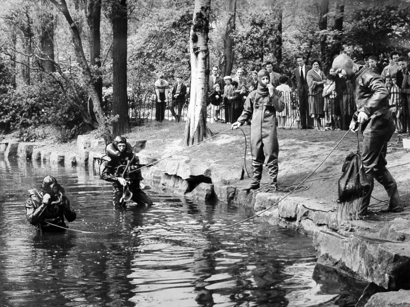 Frogmen from the Walsall Police underwater exploration section wade into the chilly waters of the Arboretum lake during a public demonstration on May 24, 1961. Clad in heavy rubber suits, full-face masks, and tethered by safety lifelines, the specialised team pulled a bag from the lake bed to showcase their search-and-recovery techniques for the annual force inspection. Watched closely by a crowd of onlookers gathered along the stone bank, the event offered local residents an exciting look at the early days of police diving in the Black Country. Do you remember watching the police diving demonstrations or attending the annual inspections at Walsall Arboretum?