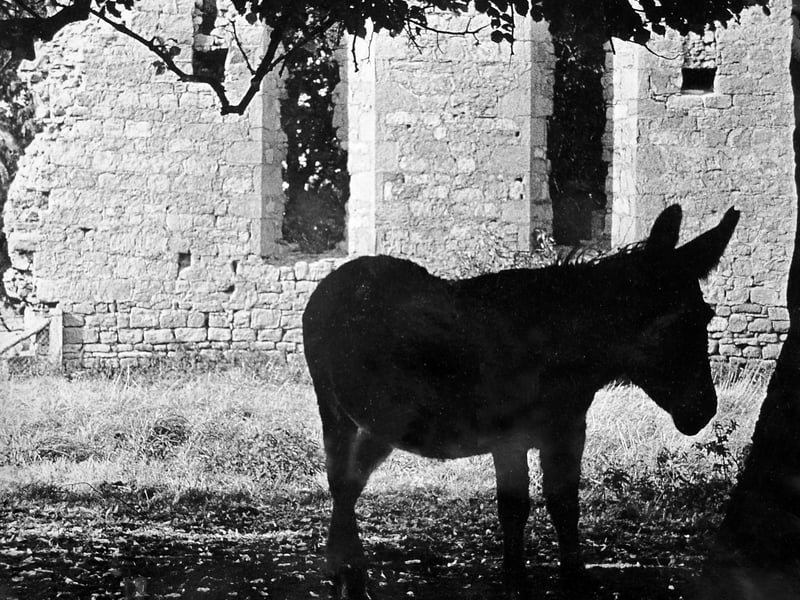 While politicians battled for votes and a seat at Westminster, this donkey appeared rather more interested in a quiet afternoon among the ruins of the old Parliament at Acton Burnell in October 1964. The site, also known as Parliament Barn, is traditionally associated with the 13th-century Parliament held at Acton Burnell, when representatives gathered to discuss the affairs of state. By 1964, little remained but the old stone walls - and a donkey enjoying the shade. Do you remember visiting Acton Burnell as a child? Have you ever explored the ruins of Parliament Barn?