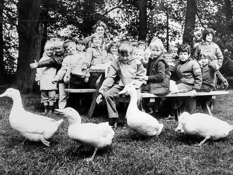 Youngsters from Coton Mount Infants School in Shrewsbury keep a firm grip on their packed lunches as a parade of persistent ducks crash their picnic on June 18, 1985. The children were enjoying a day out at Acton Scott Working Farm Museum, near Church Stretton, when the feather-brained intruders decided to try their luck for a free lunch. Do you recognise any of these young picnic guardians facing off against the ducks back in 1985?