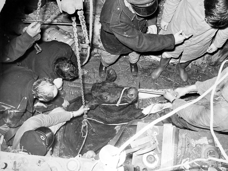 Not your everyday farm rescue - this 1975 scene captures firefighters tackling a tricky operation at Tetchill Farm, Ellesmere, after a heifer fell into a 12ft-deep well. Can you imagine the concern on the farm that day?