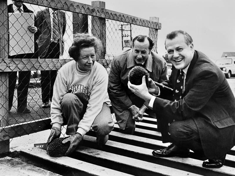 A helping hand for hedgehogs on Clee Hill. Britain’s first hedgehog escape ramp in a cattle grid was officially opened on October 18, 1982, with Major Adrian Coles, his wife Pam and Mr Simon Kenyon-Slaney watching the tiny visitors try it out. Do you remember this unusual Shropshire innovation?