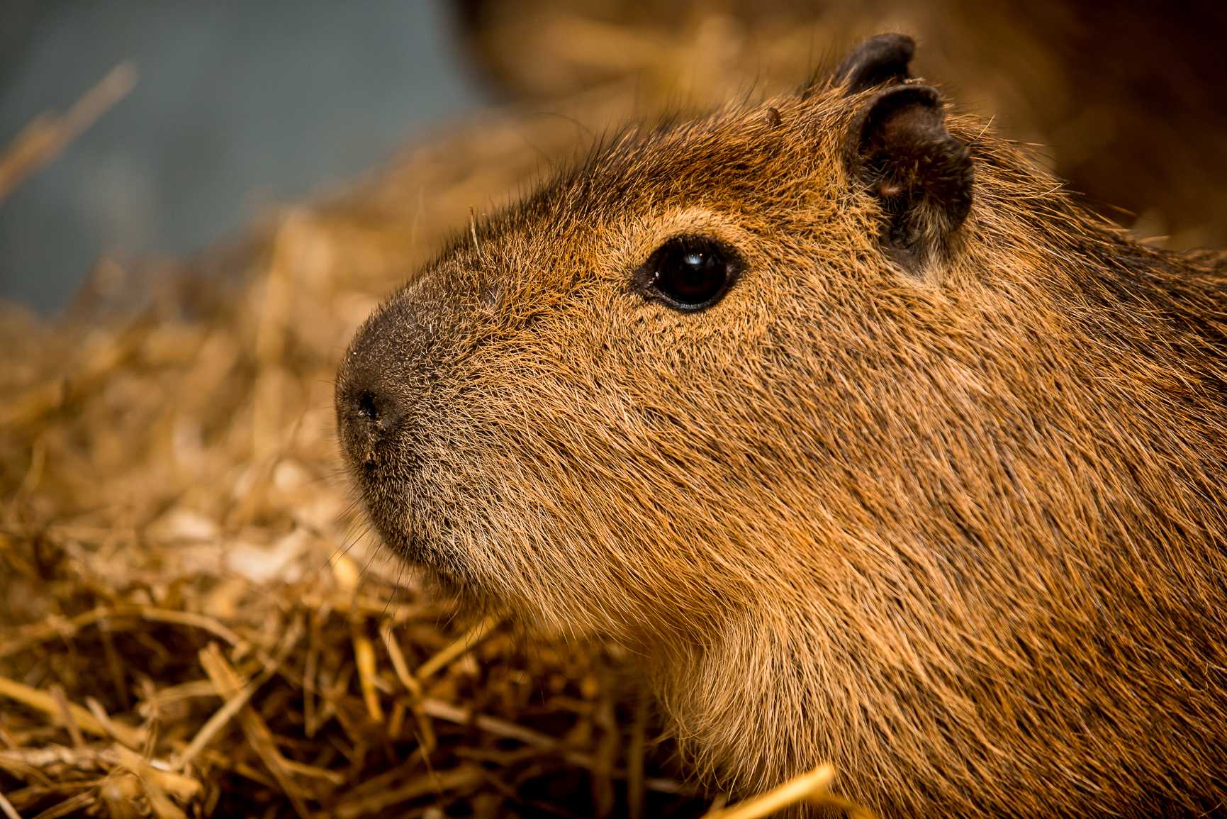 Will Dorrell says that Cinnamon is the world's most famous capybara and number one reason why you should visit the zoo. 