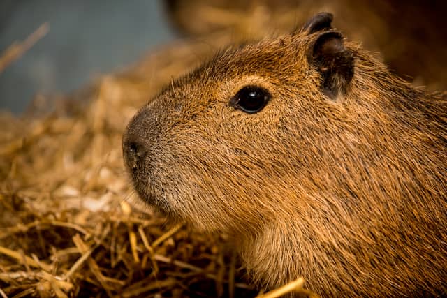 Will Dorrell says that Cinnamon is the world's most famous capybara and number one reason why you should visit the zoo.
