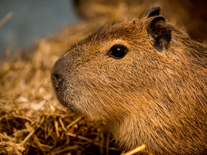 Will Dorrell says that Cinnamon is the world's most famous capybara and number one reason why you should visit the zoo. 