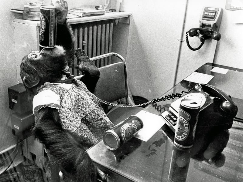 Never mind the PG Tips, Koko, the Dudley-born chimp, relaxed with a can of brown ale at the former Plaza cinema in the 1970s.