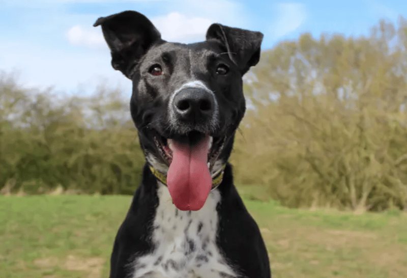 Pandora is an exuberant young girl ready to find her forever home. She’ll thrive with adopters who are passionate about doing training and activities with their dog. Pandora is a real live wire and will benefit from channelling that energy into positive outlets. As well keeping her mentally and physically entertained, she’ll need a bit of support with her basic training too.