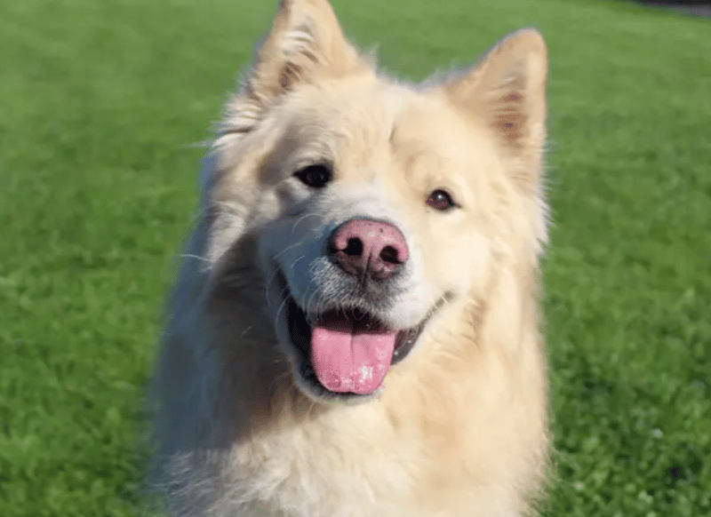 Barley is a lovely, clever boy looking for patient owners who will help him build confidence and settle into home life. He can be a little anxious at times, so he’d love a calm, adult-only home where things are fairly predictable. He enjoys training and having something to do, so he’d suit people who are happy to spend time building a bond with him. Barley can be a bit cheeky and may try to steal the odd item, but he’s a smart lad who already knows a “drop” and is keen to learn more.