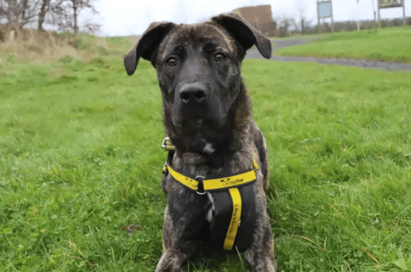 Looking to find her paws in a home of her own is Paisley. Adopters who are active and up for continuing training will be ideal for Paisley. Having positive outlets to channel her bundles of energy into will keep her happy and entertained. Following a successful meet at the centre Paisley could live with another dog. Although, she’ll be just as happy being centre of attention when at home and having some doggy friends when out on walks.