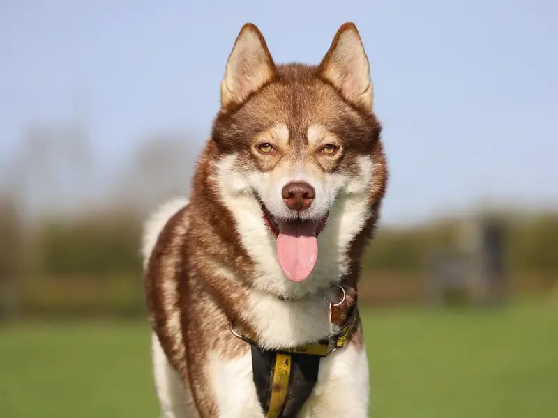 A 3-year-old Siberian Husky through and through, Hunter is a vocal, high-energy lad who loves getting outdoors for interesting walks and exploring his surroundings. He enjoys human company and will really thrive in an active home with a secure garden where he can let off steam. 