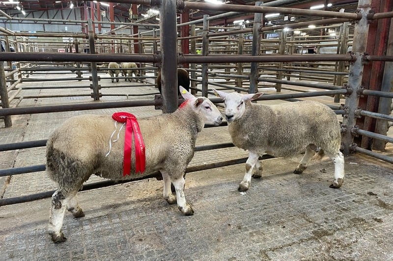 In pictures: Raphoe Livestock Mart Easter Lamb Show and Sale winners