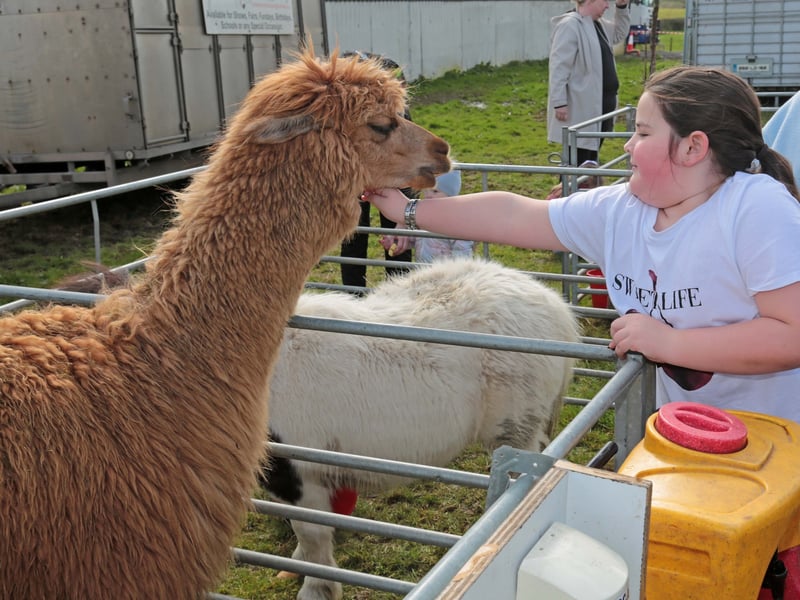 Caption: Abbie Twaddle with a lovely alpaca at the 90th County Longford Ploughing Championships in Ballymahon 