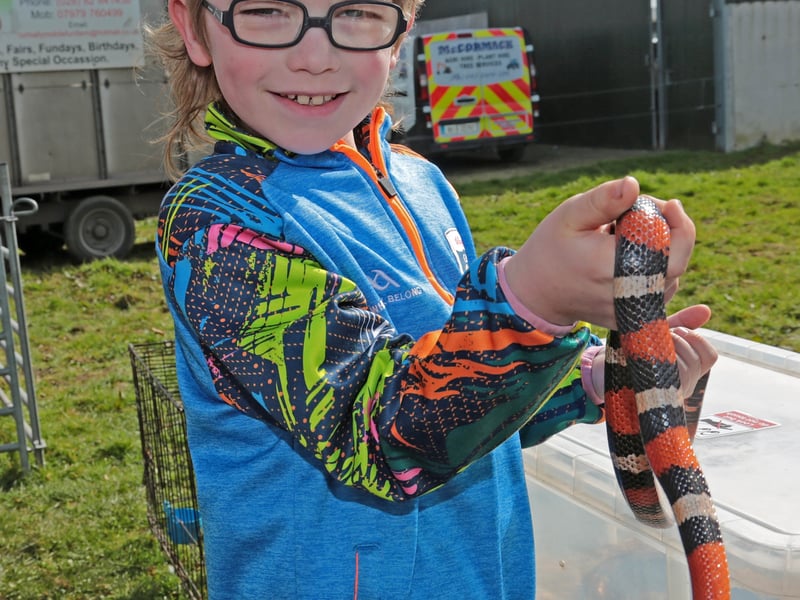 Caption: Louis Chambers with a snake from Corbally Mobile Fun Farm Picture: Shelley Corcoran
