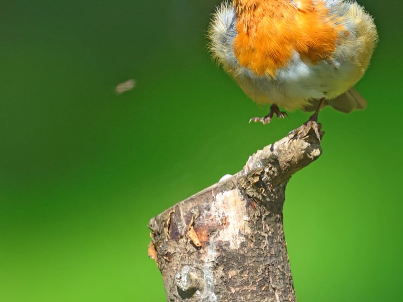 A stunning photo captured by Marie Kearns who was crowned as the Tullamore Camera Club's Shield winner for 2025