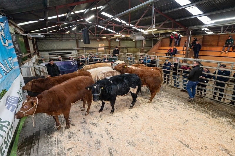 In pictures: Successful annual Raphoe Mart Fatstock Show and Sale