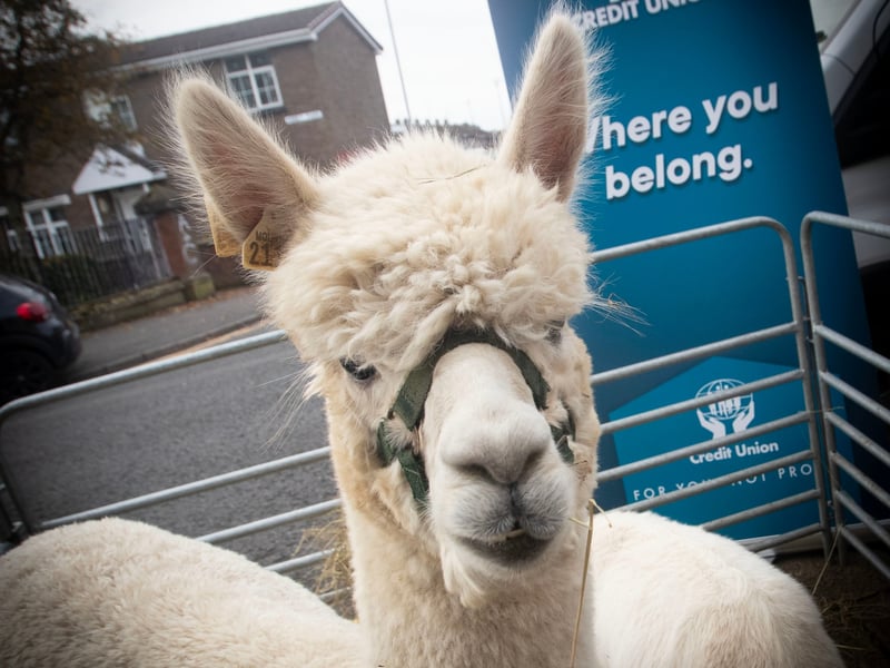 Some of the animals at the International Credit Union Day celebrations at Abbey Street on Saturday.