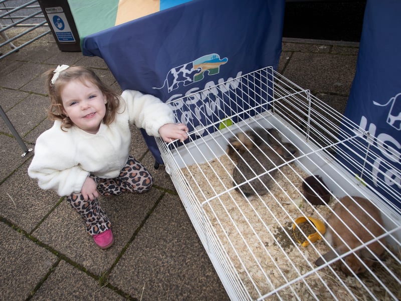 Having fun with the pet rabbits at the Jigsaw Farm stall during International Credit Union Day celebrations at Derry Credit Union on Saturday is 3 years old Emily Harrison-Brown. (Photos: Jim McCafferty Photography)