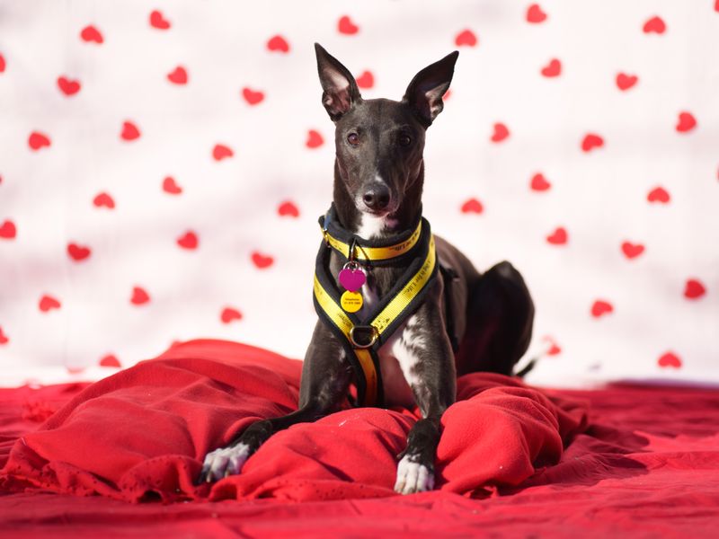 Another Lurcher at Dogs Trust is Chewbaka who is a young boy with tonnes of love to give. He loves people and will bond with you quickly, becoming a very loyal best friend. He enjoys playing with other dogs but can be over excited when seeing them so needs some training on managing that giddiness. He is always excited to see you and would make the best couch buddy. He loves getting his nose into everything so would love walks that let him explore the world around him.