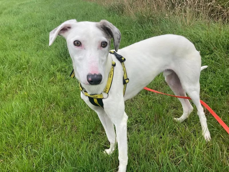 Peralta is a happy young chap with a heart as big as his stride. This curious explorer loves nothing more than investigating his surroundings and soaking up affection from his people. Peralta's got that wonderful Lurcher energy: playful, spirited, and occasionally a bit too enthusiastic when mingling with other dogs. Peralta can live happily with children who are comfortable around bigger dogs and understand the unique, bouncy ways of a Lurcher. His affectionate nature and playful soul make him a joy to have around.
