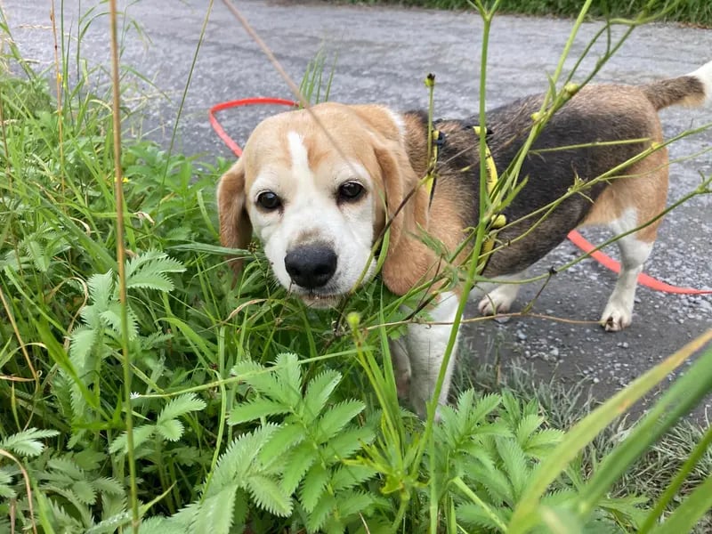 This cutie is Derby and she is a charming explorer with a heart as big as her scent trail! True to her beagle instincts, she's happiest when following her nose through fields, forests, or even your garden. Shes a treat loving girl who enjoys cuddles and affection, once shes had her fill of sniffing adventures, of course. Derby is best as the only dog in the home, she likes her space and her people all to herself. She thrives with adopters who understand her need to explore, and wholl enjoy going on scent filled strolls together.                                  