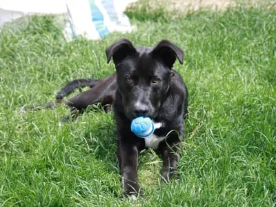 Meet Max a bright, handsome, young boy with a playful spirit and a loving heart who is a German Shepard Cross. Max is clever and full of character and with a little continued training he is sure to grow into an amazing adult dog. He is full of beans when he is excited and loves to bounce around so he would be best suited to a home with older teenagers who can enjoy his energy and help guide him as he matures. Max would prefer to be the only pet at home but he is happy to make dog friends on walks or playdates and would benefit from regular outings with canine pals.