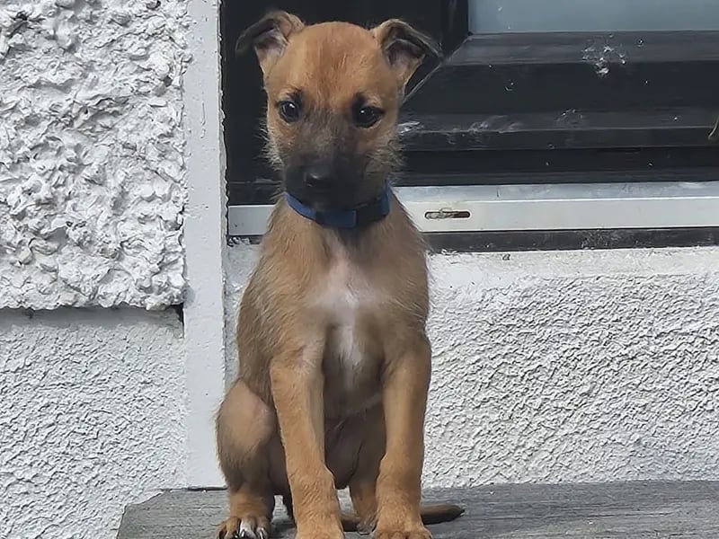 This little guy is Nigel, who is under six months and is a Lurcher puppy ready to be adopted. He can live with other dogs and children.