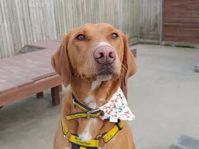 This precious girl is Allie who is a sweet, affectionate lady who hasn't met a treat or toy she doesn't like! Allie would love to be the only dog in the home, Dogs Trust said, and she is a friendly girl who in typical Labrador fashion will have a bouncy hello for you and some wiggly greetings. "Allie would love a patient adult only home who can give her time and space to gain her confidence. Allie is such a curious lady! She loves nothing more than going for a walk to explore the world! She will need someone who can take her to quiet areas, so she doesn't encounter many dogs as she can be a bit unsure about them at the moment."  