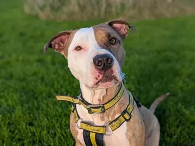 TJ is the longest resident at Dogs Trust and has so much love to give. Dogs Trust said that this sweet gentle boy can often be found cuddled up in a pile of blankets that he wraps himself in on chilly days. TJs tail wags with enthusiasm when he spots a football, ready to engage in a spirited game of fetch. But its the quiet moments that truly define him: nestled in his bed, calmly enjoying a chew treat and watching the world go by. He dreams of a forever home filled with love.