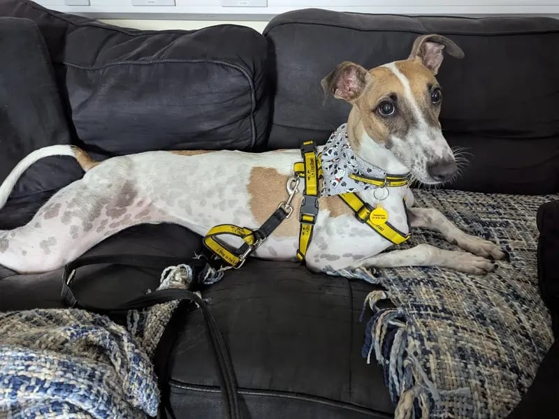 Donnacha is a super social and spirited lurcher who's full of personality and charm. He's adjusting beautifully to life after an old injury led to the amputation of one of his legs- but don't let that fool you. It certainly hasn't slowed him down! He's a big fan of food, loves a good cuddle, and absolutely adores his toys. One of his favourite pastimes is flopping around with a toy, happily entertaining himself with playful energy and plenty of tail wags.