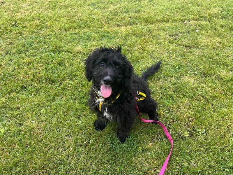 This is Yates who is a gorgeous 5-month-old pup with a gentle soul and a playful spark just waiting to shine. Dogs Trust said that while he may be a little shy at first, it doesn't take long for him to warm up and show his sweet, curious nature. He's still learning about the world, so hell need a home that can offer plenty of confidence-building and positive experiences to help him grow. Yates enjoys the company of other dogs, though his puppy enthusiasm can come off a bit cheeky - so any canine companion should be tolerant and well-socialized. He would do well in a family with children aged 10 and up, and a secure garden would be the perfect playground for him to stretch his legs and explore. With patience, love, and guidance, Yates will blossom into a loyal and joyful addition to the family.