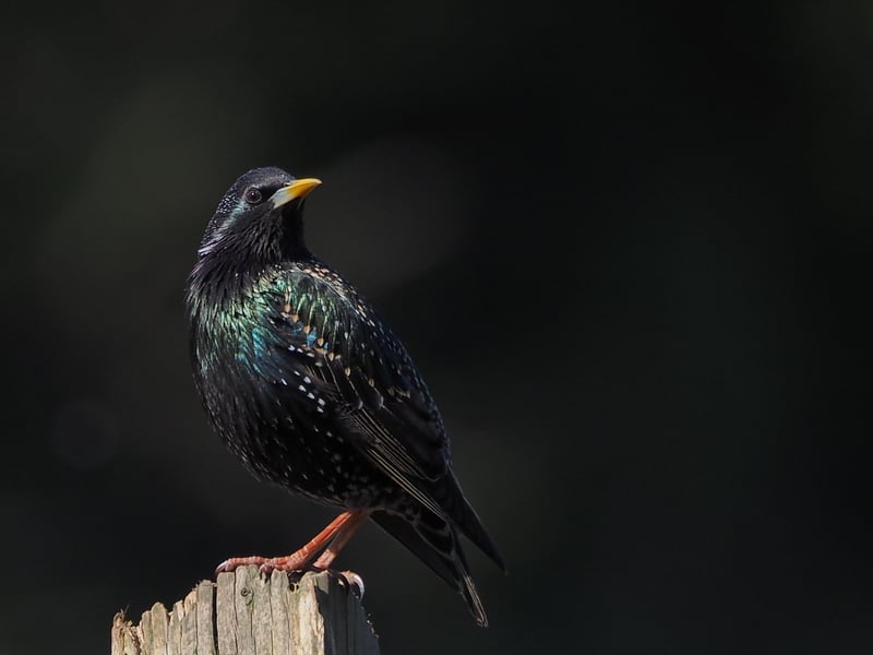 Use the Next > above to go through the gallery Cliff Webb's photo of a starling