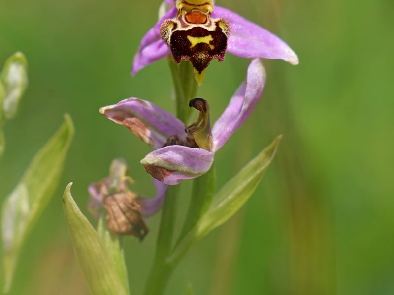 Use the Next > above to go through the gallery A bee orchid by Marie Kearns