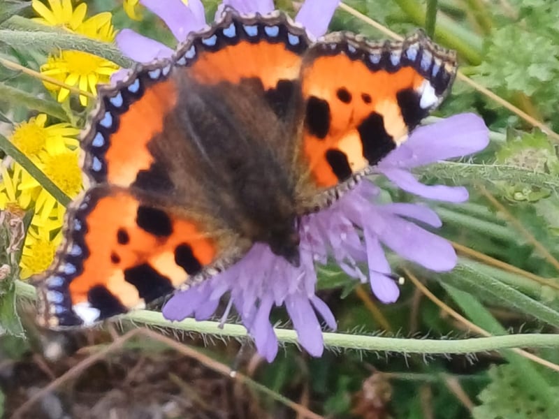Use the Next > above to go through the gallery Martina Lowe's small tortoiseshell butterfly