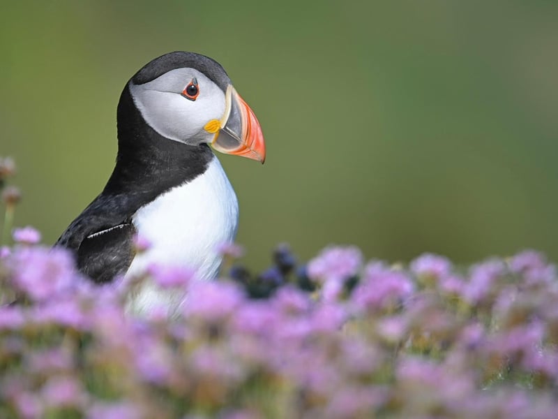 Use the Next > above to go through the gallery A puffin pictured by Rosie Cummins on Wexford's Saltee Islands
