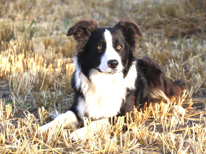 Use the Next > above to go through the gallery Vincent Donoghue's photograph of a border collie in the evening sun