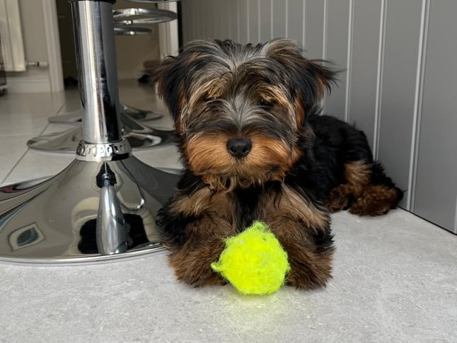 Anyone with information about Belle can contact Sophie Murray directly on Instagram or oc_lisa79 on Instagram.