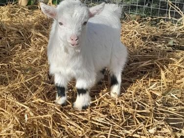 This adorable little guy is from Clare and he is called Baaanjo! He is described as "the Nigerian Pygmy goat with the heart of a lion and the size of a toaster but twice as loud and four times more fashionable".
