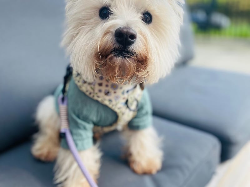 Next from Cork is Spencer a 10-year-old West Highland Terrier "who lives up to every inch of his classic terrier character". He’s stubborn, he’s a master escape artist, and yes he loves to bark (a lot!), according to his owners. But behind all that cheeky behaviour is the most loving, sweet little dog you’ll ever meet.