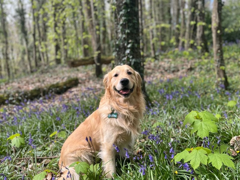 Next is this gorgeous boy Binx from Armagh who is a smiley golden retriever. His owner said that that he lives on a farm and has a great relationship with the cows and calves. "He likes to give them a wee lick and vice versa....he’s a special boy".