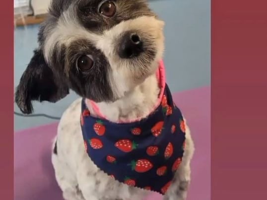 Here we have Dotsy from Carlow who is a Maltipom that "represents the best of what our furry friends bring into our lives: love, laughter, and boundless energy". Dotsy is not afraid to be herself silly, sweet, and a little bit sassy and that’s what makes her unforgettable.