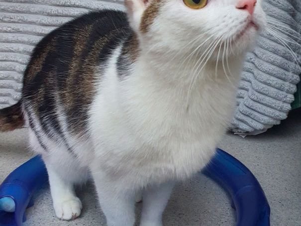 From Cavan, we have Patrick who is a very affectionate cat. His owners said that he regularly leaves one of his toy mice on their bed to show how much he cares.  Patricks favourite hobby is to wake up from the deepest nap as soon as somebody opens a treat with a shiny wrapping.