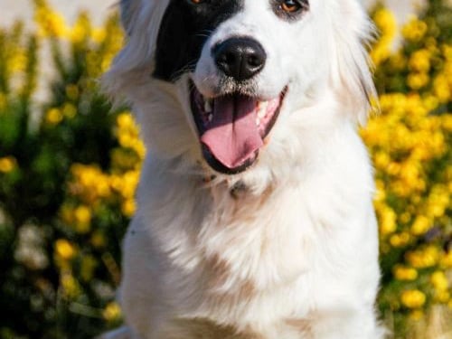 Here we have Ghost from Donegal, Ghost is a one year old Border Collie Mix with a personality as big as his fluffy tail. Ghost was rescued as a puppy from Clare Animal Welfare and has grown into the sweetest boy, even though he can be a little nervous at times. But what makes him truly special is his bond with his big brother, Casper.
