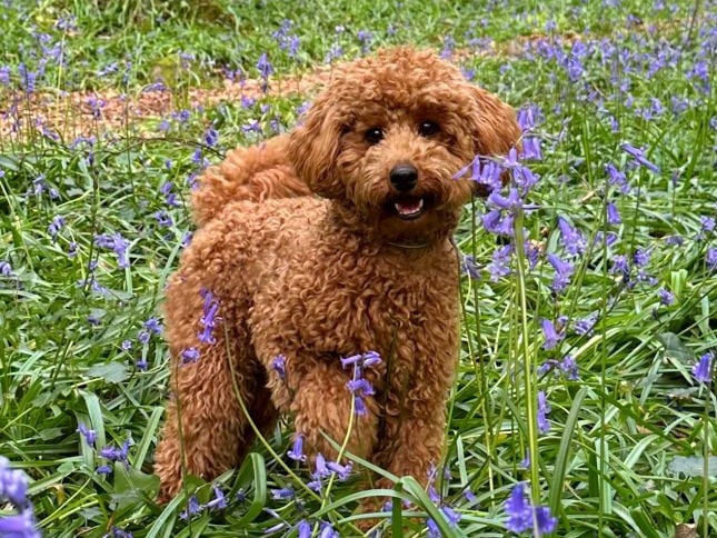 From County Down is ten month old Seamus who is pocket-sized toy poodle who has filled his owners life with happiness. "From the moment he arrived, he’s filled my days with laughter, my evenings with comfort, and my heart with the kind of love only a dog can give".