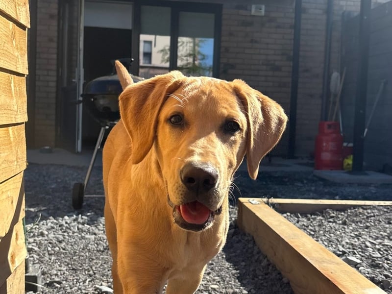 Next from Dublin is Hank the Labrador who is more than just a handsome pup! "He’s a sniffer extraordinaire with a heart of gold! Whether he’s tracking down treats or sniffing out snuggles, his nose knows best."