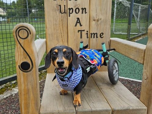 From Fermanagh is this cutie Harley who is a sausage dog that started life in Australia. He is eight years old and was rehomed from a local rescue in Fermanagh three years ago. He makes friends everywhere he goes and loves being the centre of attention and meeting new people. Harley accepts and embraces the fact that he looks and walks different to other dogs and has to do things in a different way.