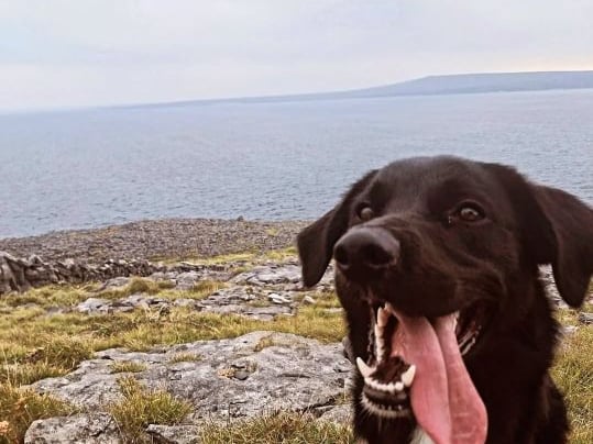 This bilingual rescue doggie from Galway is Khai who is currently waiting to officially become a therapy dog! Khai "is the best companion anyone could ever ask for. He naturally knows when someone is upset or down and seeks them out to comfort them. Even comes to visit the local nursing home whenever there’s a chance and brings a bit of gentle giant joy to everyone’s day by laying his head in their lap. Currently waiting to complete his assessment to officially become a therapy dog on the 30th of June (fingers crossed) so that he can then visit other nursing homes around Ireland and spread joy".
