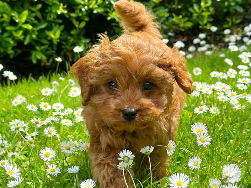At just 3.2 pounds, Max from Kerry is proof that the best things come in small, curly packages. "From his morning tail wags to his nightly snuggles, he brings smiles bigger than his entire body. He doesn’t bark, he welcomes. He doesn’t run, he bounces. And every stranger is just a friend he hasn’t kissed yet. Maxy Moo is tiny in size but huge in personality".