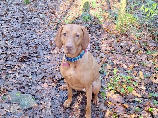 This is Bridie from Kilkenny and her owner said she is the "best Friend a woman could ask for." "Picks me up when I’m down and the bestest girl in the world".